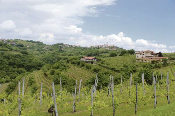 Die Brda ist ein Schlaraffenland mit Wein, Kirschen usw. Im Hintergrund das mittelalterliche Dorf Smartno mit seiner Festungsmauer.